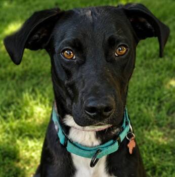 Esme -  Labrador Retriever Dog for Adoption in Kiowa, Oklahoma - Esme | PetCurious