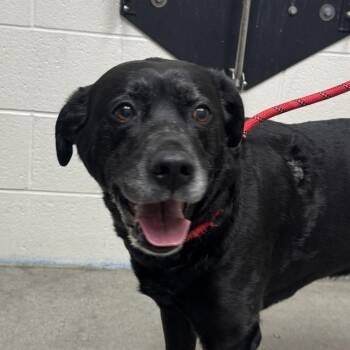 Black Labrador Retriever and Mixed Breed Dogs Available for Adoption - Lucy | PetCurious