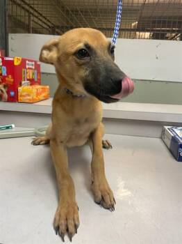 KRAKEN -  Mixed Breed Dog for Adoption in Jacksonville, Florida - KRAKEN | PetCurious