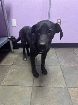 Presley* -  Mixed Breed Dog for Adoption in El Paso, Texas - Presley* | PetCurious