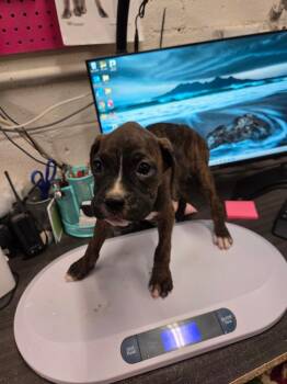 Boxer P2 -  Boxer Dog for Adoption in Pahrump, Nevada - Boxer P2 | PetCurious