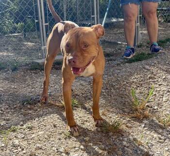 Beckett -  Pit Bull Terrier Dog for Adoption in Hollister, Missouri - Beckett | PetCurious