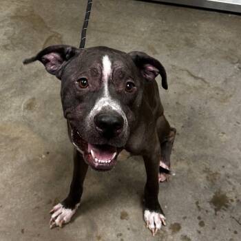 Rescue Pit Bull Terrier and Mixed Breed Dogs for Adoption in Ottawa, Kansas - Astro | PetCurious