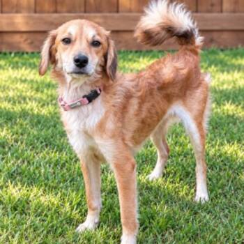 Milly -  Terrier Dog for Adoption in Houston, Texas - Milly | PetCurious