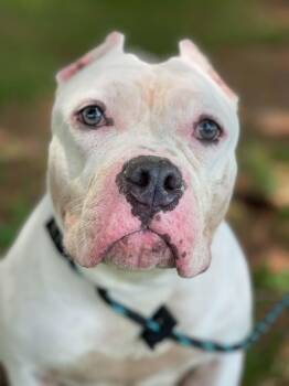 Pit Bull Terrier Dogs Available for Adoption in Springfield, Illinois - Blanca | PetCurious