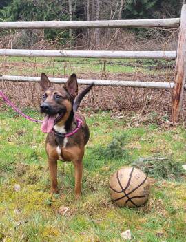 Rescue German Shepherd Dog Dogs for Adoption in Puyallup, Washington - Bella | PetCurious