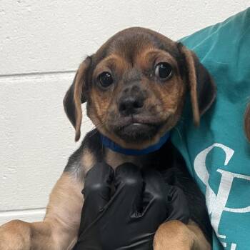 Teddy -  Chihuahua Dog for Adoption in Lakeland, Florida - Teddy | PetCurious