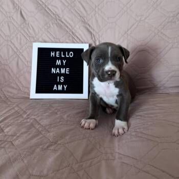 AMY -  Pit Bull Terrier Dog for Adoption in Camarillo, California - AMY | PetCurious