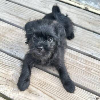 Aithana -  Poodle and Pug Dog for Adoption in Liverpool, Texas - Aithana | PetCurious