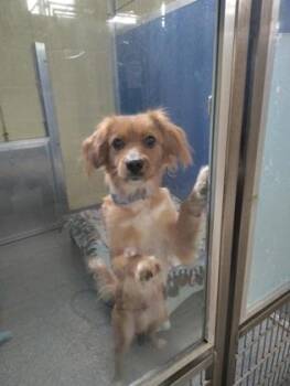 Terrier Dogs Available for Adoption in Reisterstown, Maryland - Graham | PetCurious
