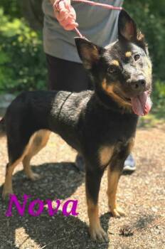 Nova 35lbs & trained -  German Shepherd Dog Dog for Adoption in Holly Springs, Mississippi - Nova 35lbs & Trained | PetCurious