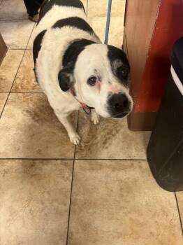 Magnolia -  Mixed Breed Dog for Adoption in Cincinnati, Ohio - Magnolia | PetCurious