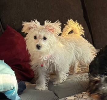 Bichon Frise and Miniature Schnauzer Dogs Available for Adoption in Union Grove, Wisconsin - Bailey | PetCurious
