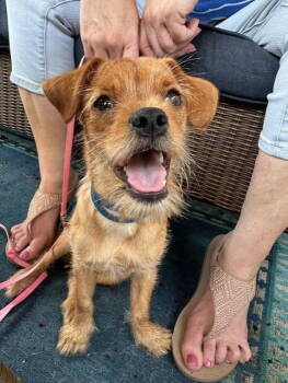 Rescue Terrier Dogs for Adoption in Katy, Texas - ADELINE | PetCurious