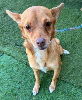 Rescue Terrier Dogs for Adoption in Los Angeles, California - Teresa | PetCurious