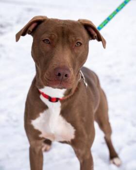 Fern -  Pit Bull Terrier and Mixed Breed Dog for Adoption in Pequot Lakes, Minnesota - Fern | PetCurious