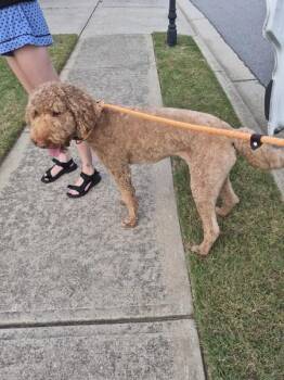 Pen 102 Ace -  Labradoodle Dog for Adoption in Lawrenceville, Georgia - Pen 102 Ace | PetCurious