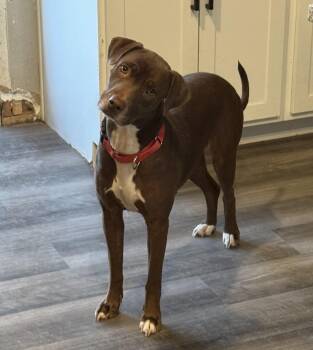 Rescue Staffordshire Bull Terrier and Chocolate Labrador Retriever Dogs for Adoption in Sadler, Texas - Mocha | PetCurious