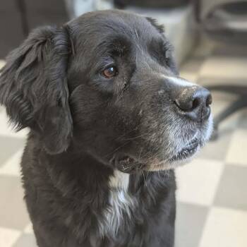 Newfoundland Dog Dogs Available for Adoption - Carlos | PetCurious