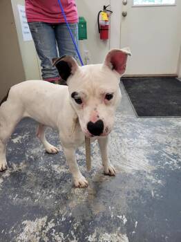 Pit Bull Terrier Dogs Available for Adoption - Ruby | PetCurious