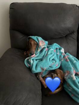 Rusty -  Dachshund Dog for Adoption in Tustin, California - Rusty | PetCurious