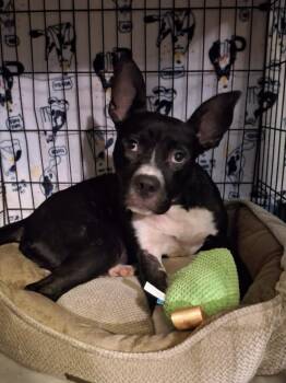 Rescue Terrier Dogs for Adoption in El Dorado, Arkansas - Sabrina Subway | PetCurious