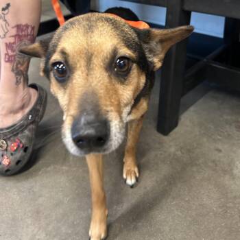 Rat Terrier Dogs Available for Adoption - Jinx | PetCurious