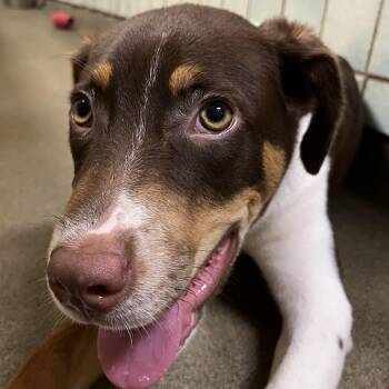 Joey 7092 -  Labrador Retriever Dog Available for Adoption in Boca Raton, Florida - Joey 7092 | PetCurious