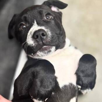 Pit Bull Terrier Dogs Available for Adoption in Quincy, Illinois - Joey | PetCurious