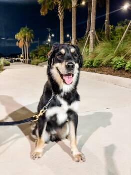 Harry -  Mixed Breed Dog for Adoption in Tampa, Florida - Harry | PetCurious