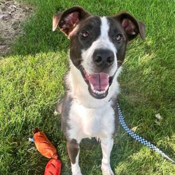 Simon -  Mixed Breed Dog for Adoption in Madison, Wisconsin - Simon | PetCurious
