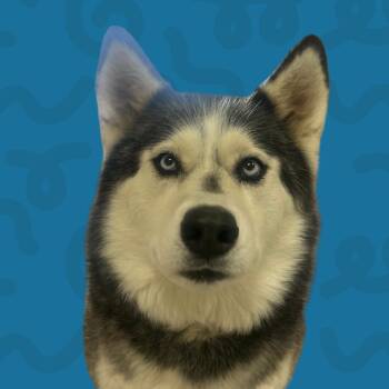 Na-Na -  Husky and Mixed Breed Dog for Adoption in Reno, Nevada - Na-Na | PetCurious