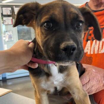 Brenda -  Shepherd Dog for Adoption in Kingman, Arizona - Brenda | PetCurious