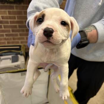 Terrier Dogs Available for Adoption - Moe | PetCurious