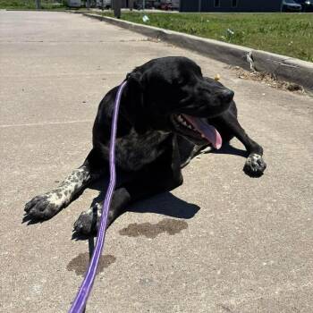 Hank -  Australian Cattle Dog Blue Heeler and Mixed Breed Dog for Adoption in Hackett, Arkansas - Hank | PetCurious