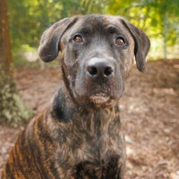 Milo -  Shepherd and Mixed Breed Dog for Adoption in Largo, Florida - Milo | PetCurious