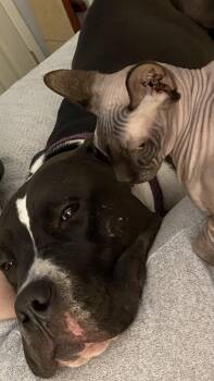 Brody -  Pit Bull Terrier Dog Available for Adoption in Arlee, Montana - Brody | PetCurious
