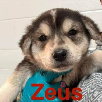 Retriever Dogs Available for Adoption - Zeus (20260216-04) | PetCurious
