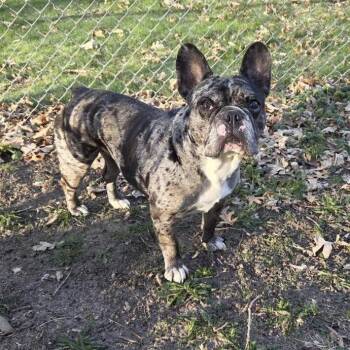 French Bulldog Dogs Available for Adoption - Luuna D11037 | PetCurious