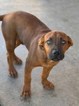 Catahoula Leopard Dog and Black Mouth Cur Dogs Available for Adoption - Whitaker | PetCurious