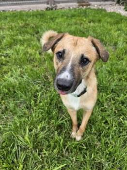 Nosey -  Mixed Breed Dog for Adoption in Harbor Springs, Michigan - Nosey | PetCurious