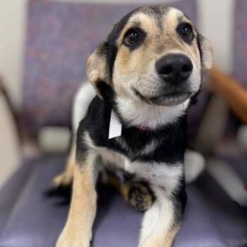 German Shepherd Dog Dogs Available for Adoption - Zee | PetCurious