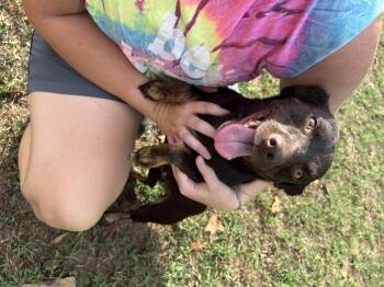 Twiggy -  Chihuahua and Mixed Breed Dog for Adoption in Zimmerman, Minnesota - Twiggy | PetCurious