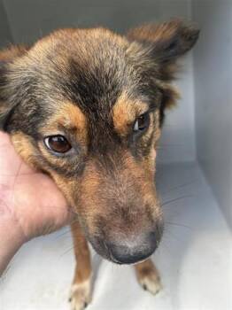 Rescue German Shepherd Dog and Mixed Breed Dogs for Adoption in Houston, Texas - A639542 | PetCurious