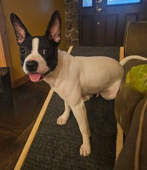 Boston Terrier Dogs Available for Adoption in Fairmont, West Virginia - Helen | PetCurious