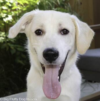 Larkin -  Labrador Retriever and Great Pyrenees Dog for Adoption in Nashville, Tennessee - Larkin | PetCurious