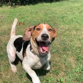 Barkley -  Beagle Dog for Adoption in Standish, Michigan - Barkley | PetCurious