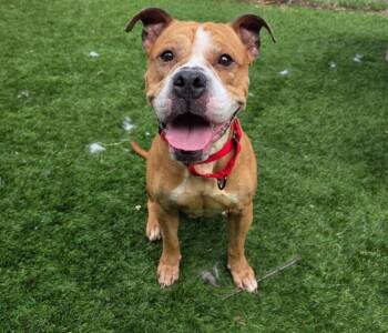 Bubba -  Boxer Dog for Adoption - Bubba | PetCurious