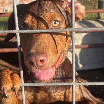 Rescue Catahoula Leopard Dog Dogs for Adoption in Beulaville, North Carolina - Patsy | PetCurious