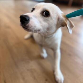 Jack Russell Terrier and Dachshund Dogs Available for Adoption in Baton Rouge, Louisiana - Trixie | PetCurious